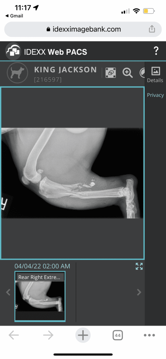 Who shot my dog ??